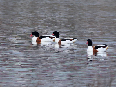 Bergeend - Common Shelduck - Tadorna tadorna
