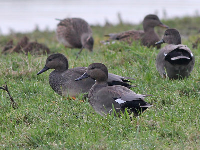 Krakeend - Gadwall - Anas strepera