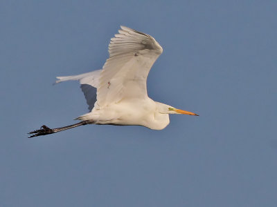 Grote Zilverreiger - Great White Egret - Egretta alba