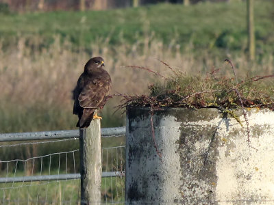 Buizerd - Common Buzzard - Buteo buteo
