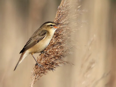 Rietzanger - Sedge Warbler - Acrocephalus schoenobaenus