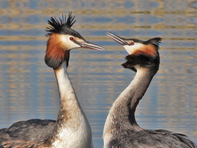 Fuut - Great crested grebe - Podiceps cristatus