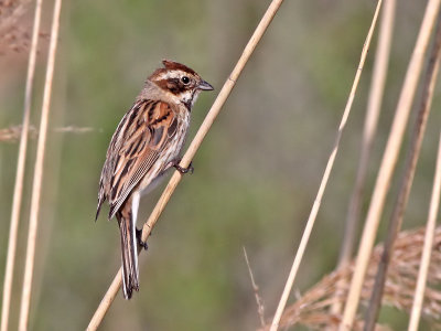 Rietgors - Reed Bunting - Emberiza schoeniiclus