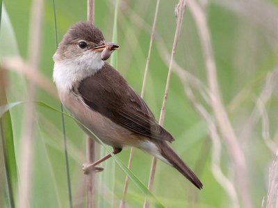 Kleine Karekiet - Reed Warbler - Acrocephalus scirpaceus