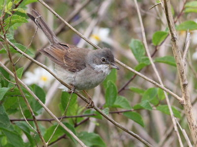 Grasmus - Common Whitethroat - Sylvia communis