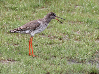 Tureluur - Common Redshank - Tringa totanus