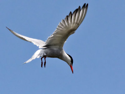 Visdief - Common Tern - Sterna hirundo