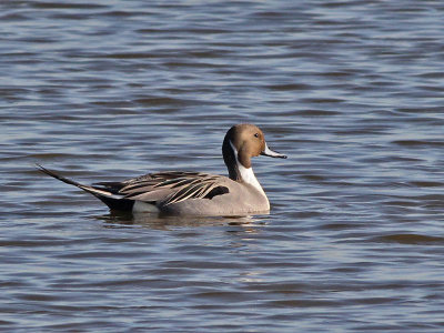Pijlstaart - Northern Pintail - Anas acuta