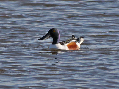 Slobeend - Northern Shoveler - Anas clypeata