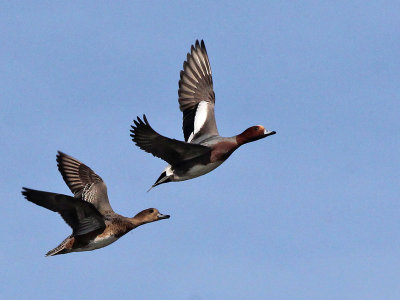 Smient - Eurasian Wigeon - Anas penelope