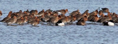 Grutto - Black tailed Godwit - Limosa limosa
