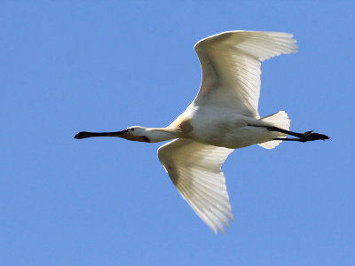 Lepelaar - Spoonbill - Platalea leucorodia
