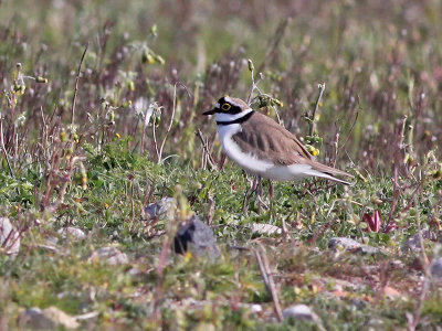 Kleine Plevier - Little Ringed Plover - Charadrius dubius