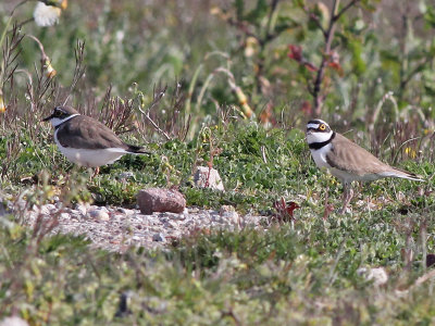 Kleine Plevier - Little Ringed Plover - Charadrius dubius