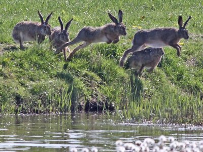 Haas - Hare - Lepus europaeus
