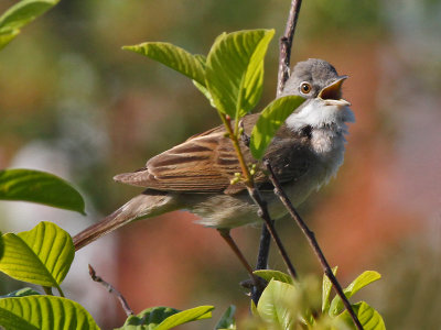 Grasmus - Common Whitethroat - Sylvia communis