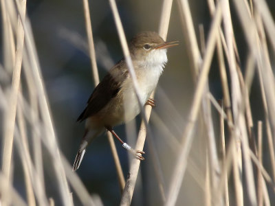 Kleine Karekiet - Reed Warbler - Acrocephalus scirpaceus