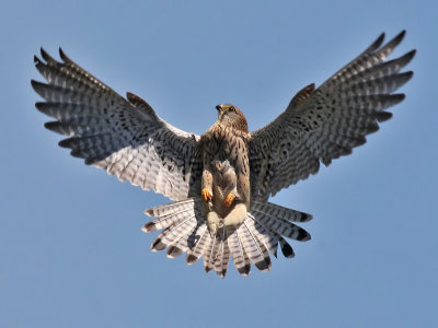Torenvalk - Common Kestrel - Falco tinnunculus