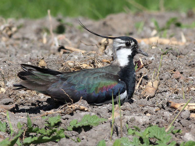 Kievit - Northern Lapwing - Vanellus vanellus