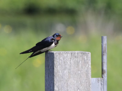 Boerenzwaluw - Barn Swallow - Hirundo rustica