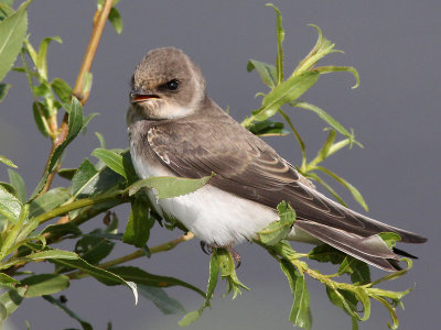 Oeverzwaluw - Sand Martin - Riparia riparia