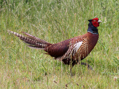 Fazant - Common Pheasant - Phasianus colchicus