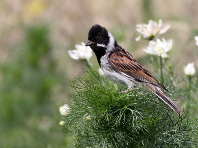 Rietgors - Reed Bunting - Emberiza schoeniclus
