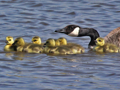 Canadese Gans - Canada Goose - Branta canadensis