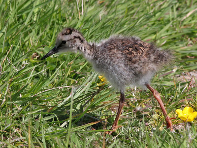 Tureluur - Common Redshank - Tringa totanus
