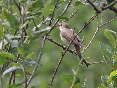 Bosrietzanger - Marsh Warber - Acrocephalus palutris