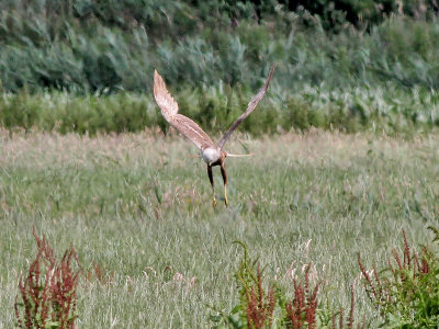 Bruine Kiekendief - Marsh Harrier - Circus aeruginosus