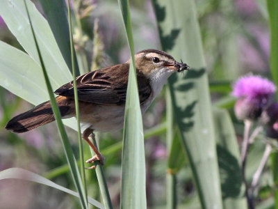 Rietzanger - Sedge Warbler - Acrocephalus schoenobaenus