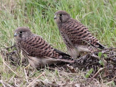 Torenvalk - Common Kestrel - Falco tinnunculus