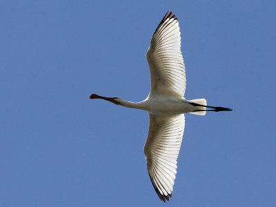 Lepelaar - Spoonbill - Platalea leucorodia