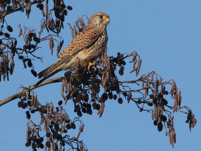 Torenvalk - Common Kestrel - Falco tinnunculus