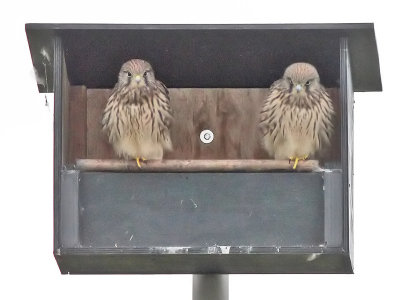 Torenvalk - Common Kestrel - Falco tinnunculus