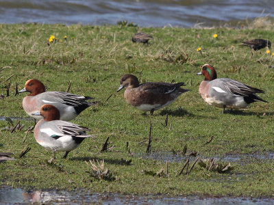 Smient - Eurasian Wigeon - Anas penelope
