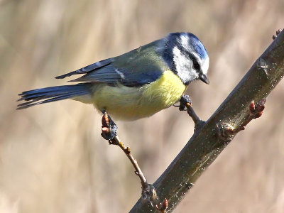 Pimpelmees - Blue Tit - Parus caeruleus