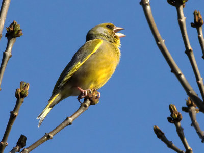 Groenling - Greenfinch - Carduelis chloris