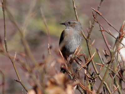 Heggemus - Hedge Accentor - Prunella modularis