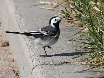 Witte Kwikstaart - Pied Wagtail - Motacilla alba