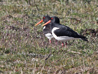 Scholekster - Oystercatcher - Haemotopus ostralegus