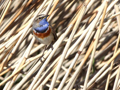 Blauwborst - Bluethroat - Luscinia svecica