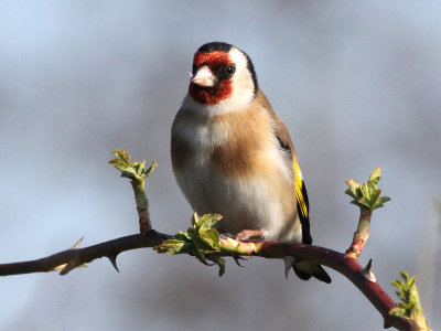 Putter - Goldfinch - Carduelis carduelis