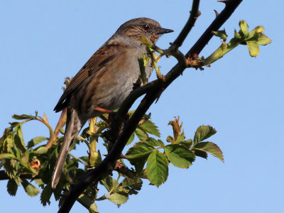 Heggemus - Hedge Accentor - Prunella modularis