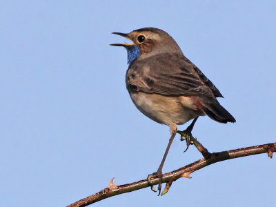 Blauwborst - Bluethroat - Luscinia svecica