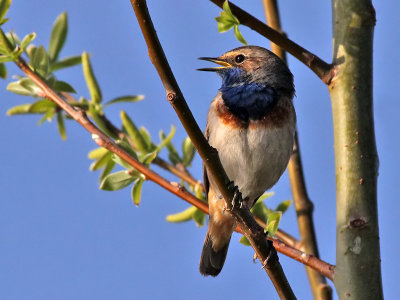 Blauwborst - Bluethroat - Luscinia svecica