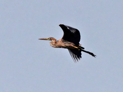 Purperreiger - Purple Heron - Ardea purpurea