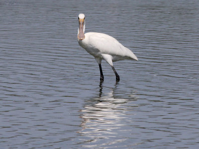 Lepelaar - Spoonbill - Platalea leucorodia