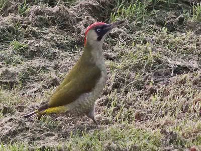 Groene Specht - Green Woodpecker - Picus viridus